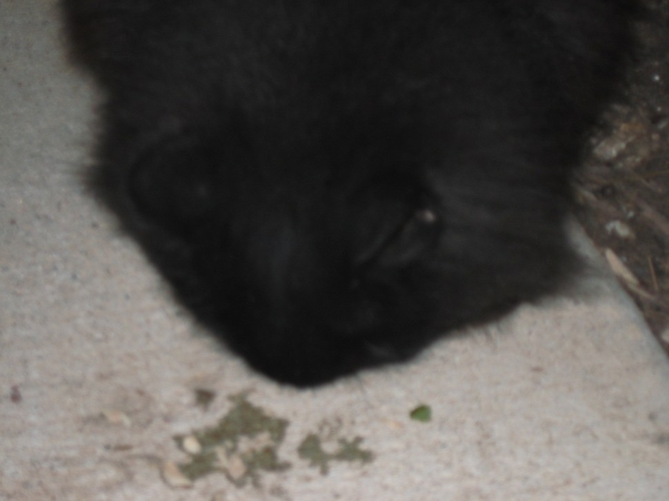 Sophie Eating More Tuna at My Feet