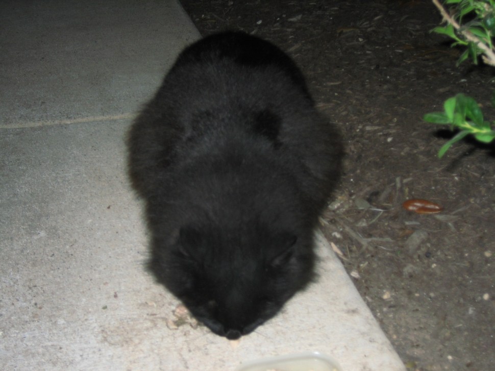 Sophie Eat an Entire a can of Tuna