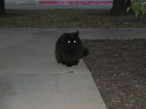 Poor Little Homeless Kitty aka Sophie