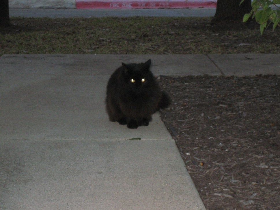 Poor Little Homeless Kitty aka Sophie