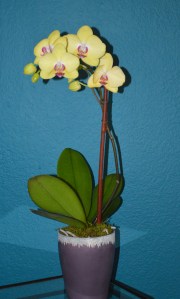 My Valentine to Myself