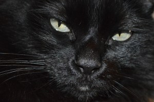 Kitty Lips and Whiskers