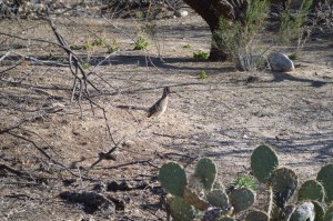 Roadrunner, cayote's after you!