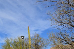 Cardinal on Cactus