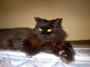 Annoyed cat--doesn't like the flash