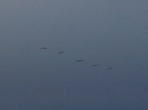 Pelicans at Dusk