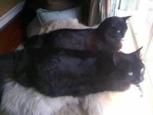 Sally (back) Sadie (front) B.S. (Before Sophie)