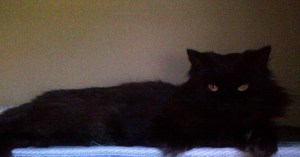 Sophie and Her Slanted Golden Eyes, Settling In