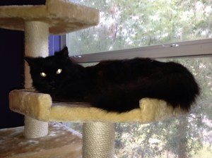 Sophie, Not Giving A Damn About the Hierarchy So Long As She Has Her Purple Room, Complete With Cat Tree