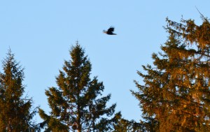 My First Bald Eagle