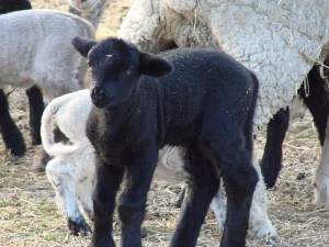 Embrace the Black Sheep