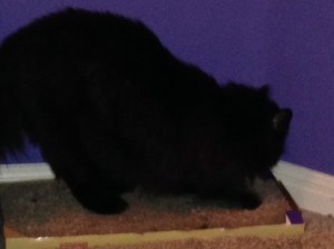 You may photograph my hind quarters. That is all.