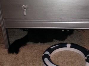 Damn, the paparazzi. Always intruding on my naps.