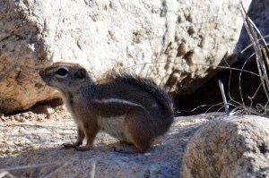 Chipmunks are posers.