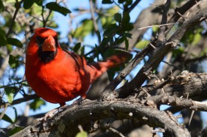 Giant Cardinal (contrary to popular myth, not everything is bigger in Texas)