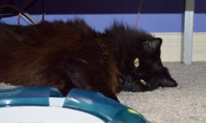 Sophie, quite relaxed in her new home. At last!