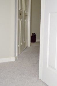 In the midst of the commotion, Sally, keeping a safe distance.