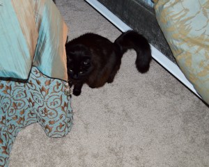 Sally, hiding out in Mom's room. Maybe she'll be brave and allow a 3-black-cat photo shoot during year 2. 
