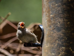 This baby sparrow, an image I captured months ago, is symbolic of the "spring" I'm feeling in my step today. Also, look at his tiny baby bird tongue.