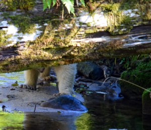 My what big paws you have!