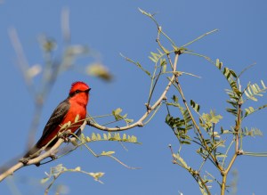 Vermilion Flycatcher--Tucson, AZ