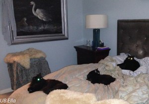 Three Black Cats: Sophie, Sally & Sadie (from left to right)