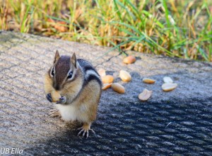 Feeding peanuts to this chipmunk