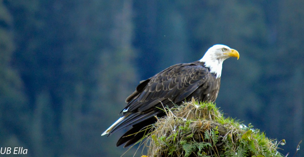 Bald Eagle--Great Bear Rainforest
