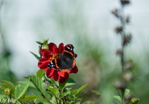 Oh, to be free like the butterfly