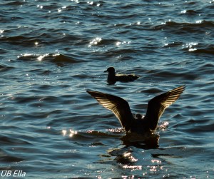 Gulls at Dusk