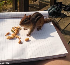 There's a chipmunk on my lap