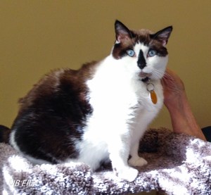 Mom petting her damn cat