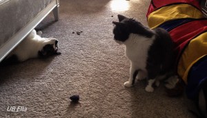 Spotty working up the courage to meet Lucy on Day 2