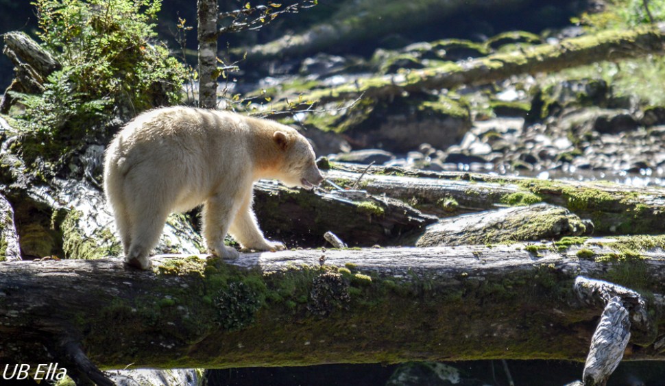 Spirit Bear